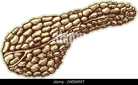 Sticker du pancréas humain. Vintage anatomie gravure de croquis orgue isolé sur fond blanc. Bonne idée pour la conception rétro poster de médecine dans la main Illustration de Vecteur