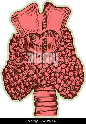 Autocollant de coeur humain. Vintage anatomie gravure organe esquisse isolé sur fond blanc. Bonne idée pour la conception rétro de l'affiche de médecine à la main dessinée Illustration de Vecteur