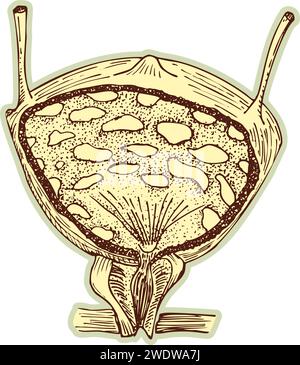 Sticker de la thyroïde humaine. Vintage anatomie gravure de croquis orgue isolé sur fond blanc. Bonne idée pour la conception rétro poster de médecine dans la main Illustration de Vecteur