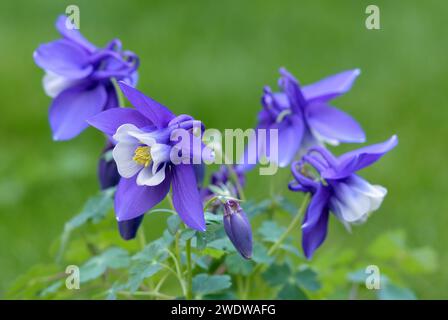 Aquilegia caerulea, usine de columbine. Fleurs blanches bleues avec petits bourgeons et feuilles, gros plan. Fond vert flou, isolé. Trencin, Slovaquie Banque D'Images