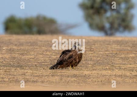 Cerf-volant noir (Milvus migrans) perché sur le sol photographié en Israël en décembre le cerf-volant noir (Milvus migrans) est un oiseau de proie i de taille moyenne Banque D'Images