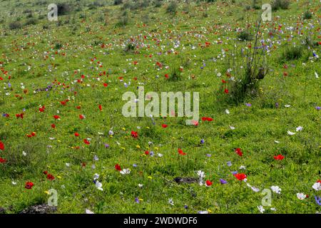 Israël, Un champ de fleurs sauvages printanières Anemone coronaria (Coquelicot Anemone). Cette fleur sauvage peut apparaître en plusieurs couleurs. Principalement rouge, mais aussi violet, b Banque D'Images