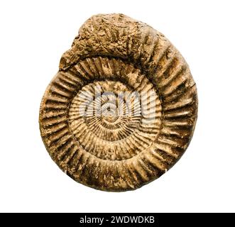 Fossile de mollusque animal marin imprègnement dans la pierre isolé sur fond blanc Banque D'Images