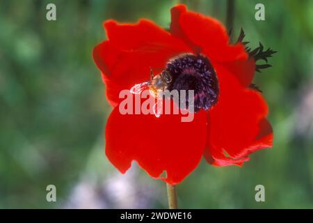 Gros plan d'une coronaria anémone rouge (anémone coquelicot). avec une abeille collectant le nectar Banque D'Images