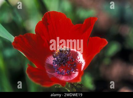 Gros plan d'une coronaria anémone rouge (anémone coquelicot). avec une abeille collectant le nectar Banque D'Images