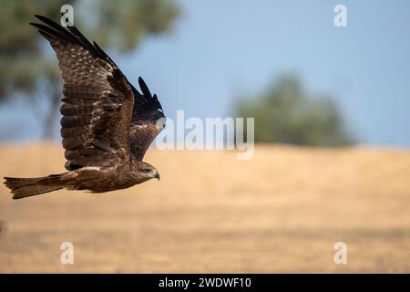 Cerf-volant noir (Milvus migrans) en vol photographié en Israël en décembre le cerf-volant noir (Milvus migrans) est un oiseau de proie de taille moyenne de la famille Banque D'Images