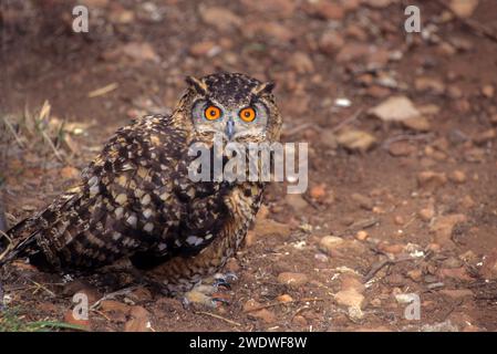 Cape eagle owl (Bubo capensis). Ce grand hibou est trouvé dans les régions de l'Afrique orientale et australe. Il se nourrit de lièvres et de petits mammifères, ainsi que sur Banque D'Images