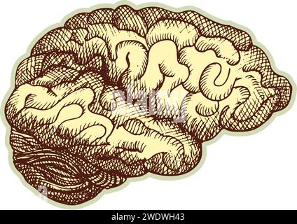 Autocollant du cerveau humain. Vintage anatomie gravure organe esquisse isolé sur fond blanc. Bonne idée pour la conception rétro de l'affiche de médecine à la main dessinée Illustration de Vecteur