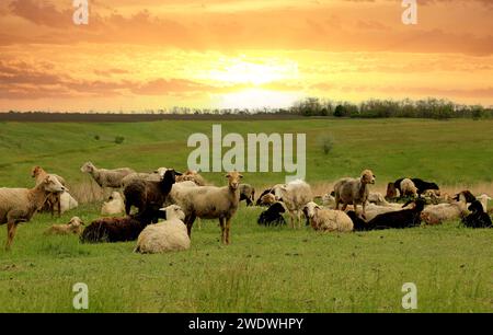 moutons dans le pâturage vert contre fond de ciel de coucher du soleil Banque D'Images