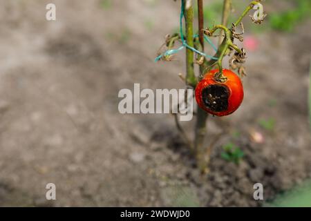 une tomate à moitié pourrie sur un buisson dans le jardin. Photo de haute qualité Banque D'Images