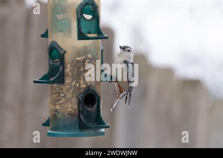 Nuthatche blanche à bretelles avec une graine de tournesol à une mangeoire à oiseaux. Banque D'Images