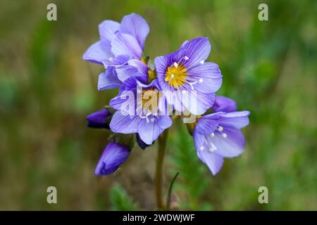 Norvège, Finnmark, village côtier de Bugøynes, rareté végétale nord Jacob&#39;s échelle (Polemonium boreale) Banque D'Images