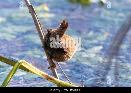 Un torse (Troglodytes troglodytes) se nourrissant parmi les roseaux au bord d'un canal gelé pendant l'hiver, Angleterre, Royaume-Uni Banque D'Images