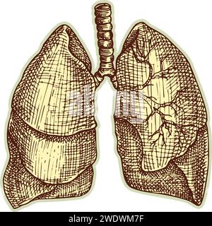 Autocollant des poumons humains. Vintage anatomie gravure organe esquisse isolé sur fond blanc. Bonne idée pour la conception rétro de l'affiche de médecine à la main dessinée Illustration de Vecteur