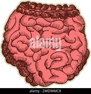 Autocollant des intestins humains. Vintage anatomie gravure organe esquisse isolé sur fond blanc. Bonne idée design rétro médecine affiche à la main dessinée Illustration de Vecteur