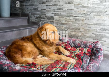 Un Golden retriever repose sur son lit. Banque D'Images