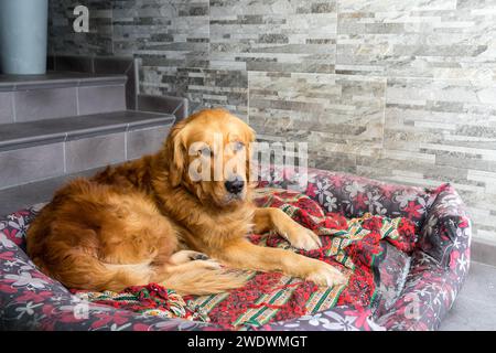 Un Golden retriever repose sur son lit. Banque D'Images