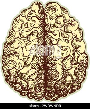 Autocollant du cerveau humain. Vintage anatomie gravure organe esquisse isolé sur fond blanc. Bonne idée pour la conception rétro de l'affiche de médecine à la main dessinée Illustration de Vecteur