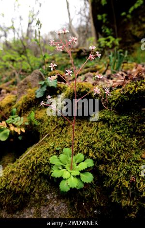 Le chou de Saint-Patick (Saxifraga spathularis) est une herbe vivace originaire de la péninsule ibérique et d'Irlande. Cette photo a été prise à Monterrey, Ourense pr Banque D'Images