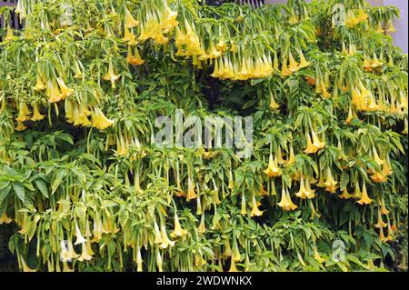 La trompette d'Angel (Brugmansia arborea ou Datura arborea) est un arbuste à feuilles persistantes originaire des Andes. Banque D'Images