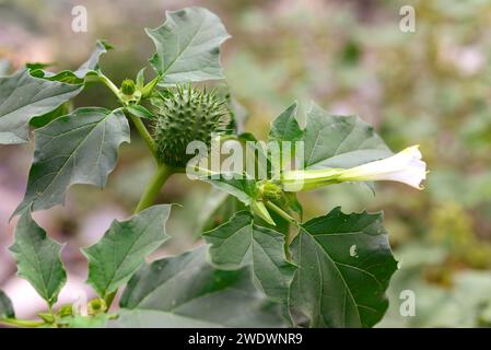 L'herbe Jimson ou pomme épine (Datura stramonium) est une plante hallucinogène annuelle originaire du Mexique mais naturalisée dans d'autres régions tempérées. Fleur, f Banque D'Images