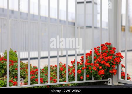 fleurs rouges près de la clôture métallique du parterre de fleurs. Photo de haute qualité Banque D'Images