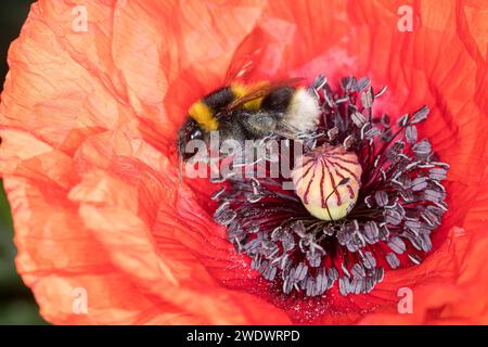Gartenhummel, Garten-Hummel, Blütenbesuch an Mohn, Klatsch-Mohn, Bombus hortorum, Megabombus hortorum, petit bourdon de jardin, bourdon de jardin, smal Banque D'Images