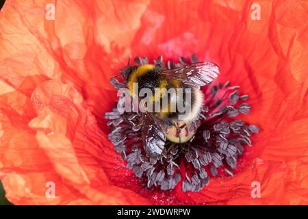 Gartenhummel, Garten-Hummel, Blütenbesuch an Mohn, Klatsch-Mohn, Bombus hortorum, Megabombus hortorum, petit bourdon de jardin, bourdon de jardin, smal Banque D'Images