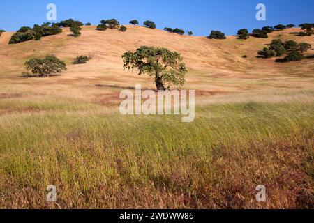 Prairies chêne, Pacheco State Park, Californie Banque D'Images