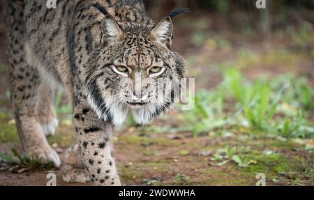 Regard intense d'un Lynx sauvage marchant dans les bois Banque D'Images