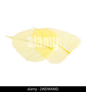 Feuille squelettée jaune artificielle isolée sur fond blanc. Concept de beauté nature. Fermer les feuilles transparentes pour la décoration des bouquets et Banque D'Images