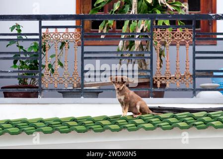 Chiot assis sur le porche du toit après s'être échappé du balcon Banque D'Images