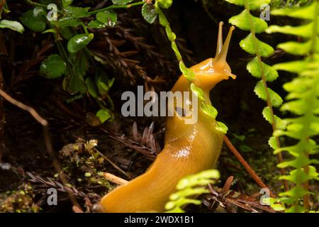 Banana slug le long de South Fork Trail, Prairie Creek Redwoods State Park, parc national de Redwood, Californie Banque D'Images