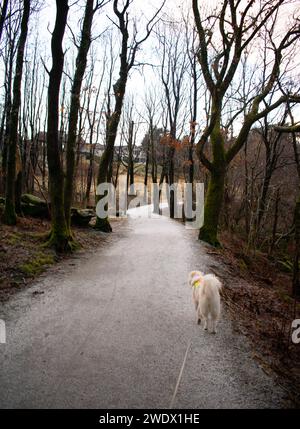 Husky avec gilet Hi-vis lumineux sur le sentier de randonnée surplombant le lac gelé pendant l'hiver. Rogaland Norvège Banque D'Images