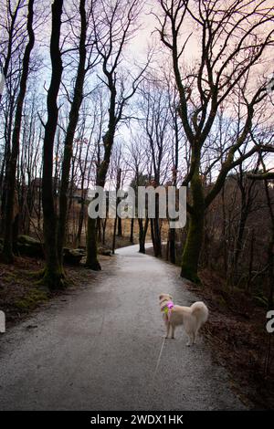 Husky avec gilet Hi-vis lumineux sur le sentier de randonnée surplombant le lac gelé pendant l'hiver. Rogaland Norvège Banque D'Images