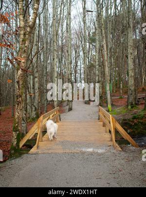 Husky avec gilet Hi-vis lumineux sur le sentier de randonnée surplombant le lac gelé pendant l'hiver. Rogaland Norvège Banque D'Images