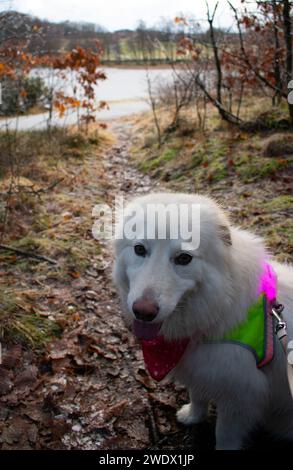 Husky avec gilet Hi-vis lumineux sur le sentier de randonnée surplombant le lac gelé pendant l'hiver. Rogaland Norvège Banque D'Images