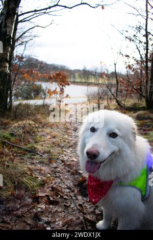 Husky avec gilet Hi-vis lumineux sur le sentier de randonnée surplombant le lac gelé pendant l'hiver. Rogaland Norvège Banque D'Images