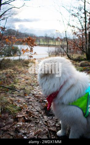 Husky avec gilet Hi-vis lumineux sur le sentier de randonnée surplombant le lac gelé pendant l'hiver. Rogaland Norvège Banque D'Images