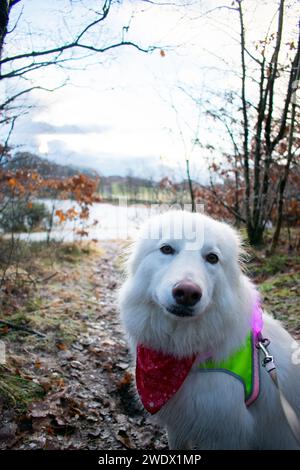 Husky avec gilet Hi-vis lumineux sur le sentier de randonnée surplombant le lac gelé pendant l'hiver. Rogaland Norvège Banque D'Images