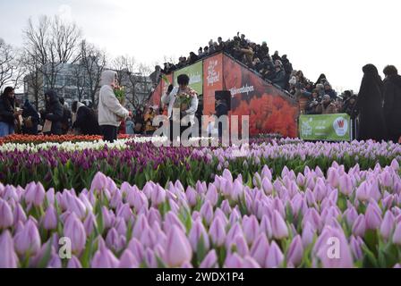 Amsterdam, pays-Bas. 20 janvier 2024. Les gens se rassemblent pour cueillir des tulipes au Museumplein lors de la Journée nationale des tulipes à Amsterdam, pays-Bas, le 20 janvier 2024, plus de 200 000 tulipes colorées créées gratuitement par les producteurs de tulipes néerlandais lors de la Journée nationale des tulipes. (Photo de Mouneb Taim/INA photo Agency/Sipa USA) crédit : SIPA USA/Alamy Live News Banque D'Images