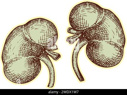 Autocollant des reins humains. Vintage anatomie gravure de croquis orgue isolé sur fond blanc. Bonne idée pour la conception rétro poster de médecine dans la main Illustration de Vecteur