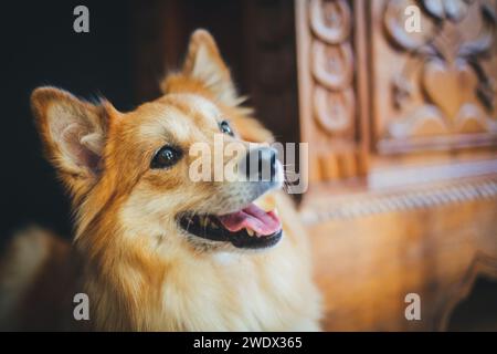 Chien islandais dans la maison Banque D'Images