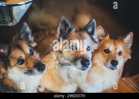 Chiens islandais dans la maison Banque D'Images