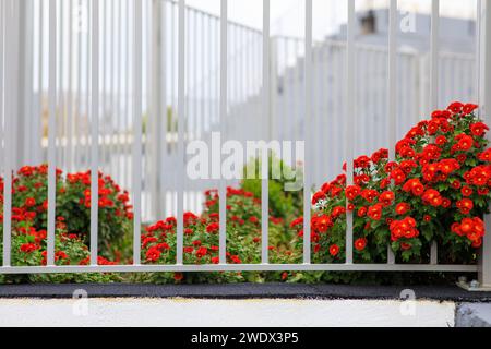 fleurs rouges près de la clôture métallique du parterre de fleurs. Photo de haute qualité Banque D'Images