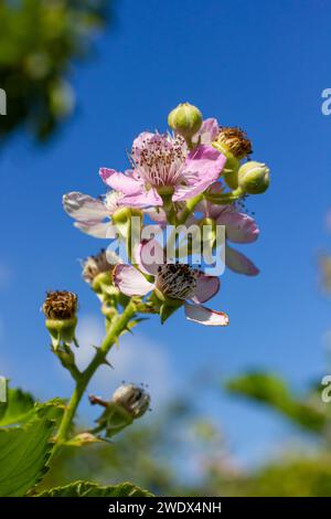 Fleurs et bourgeons de mûre rose doux au printemps - Rubus fruticosus. Banque D'Images