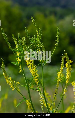 Fleurs de Melilotus officinalis est sur fond lumineux d'été. Fond flou de jaune - vert. Faible profondeur de champ. Banque D'Images