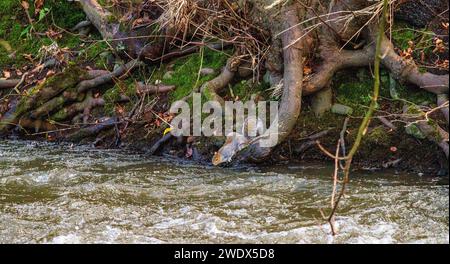 Dundee, Tayside, Écosse, Royaume-Uni. 22 janvier 2024. UK Météo : Tayside connaît un matin calme après la tempête Isha qui a frappé Tayside. Scènes d'hiver de Trottick Mill Ponds local nature Reserve, avec un écureuil gris buvant de l'eau du Dighty Burn à Dundee. Trottick abrite une faune diversifiée, avec une petite rivière et des étangs aux prairies et aux bois. Crédit : Dundee Photographics/Alamy Live News Banque D'Images