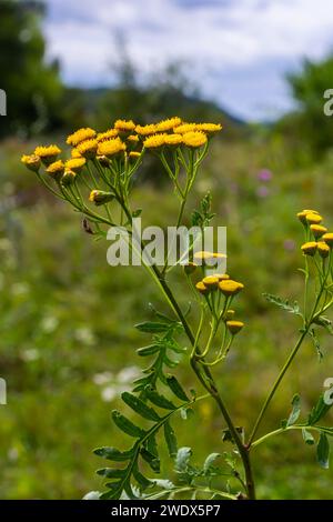 Fleurs jaunes de Tancy en fleurs en été. Tanacetum vulgare est une plante herbacée vivace à fleurs du genre Tanacetum dans l'aster Banque D'Images