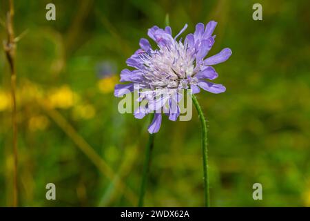 Gros plan d'un champ de couleur rose scabious Knautia arvensis fleurissant sur une prairie verte. Banque D'Images